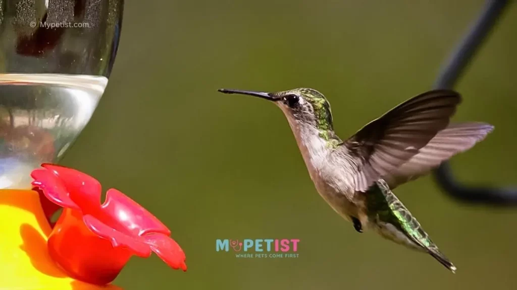 how-to-make-food-for-hummingbird